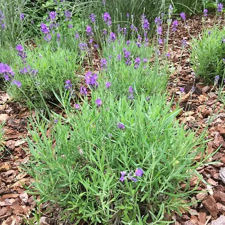 Bed & Breakfast La D'olne Spa