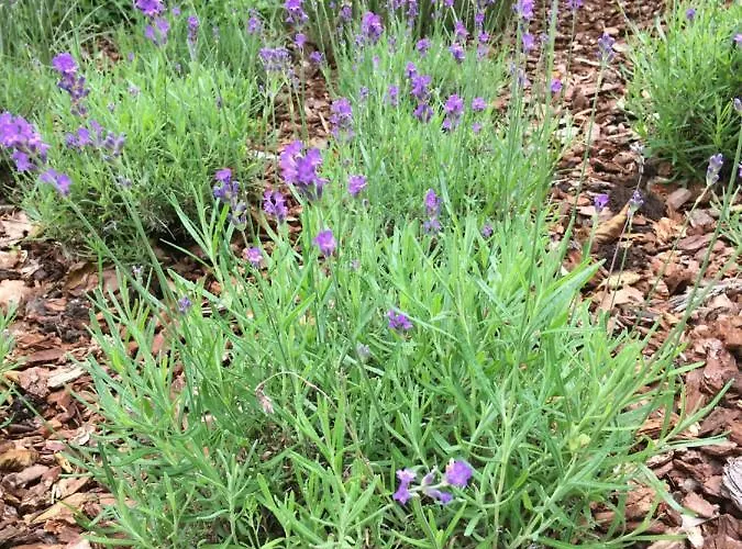 לינה וארוחת בוקר La D'olne ספא